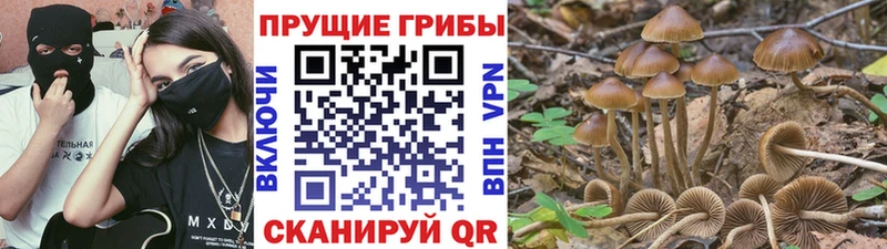 где купить наркоту  blacksprut как зайти  Псилоцибиновые грибы Psilocybe  Менделеевск 